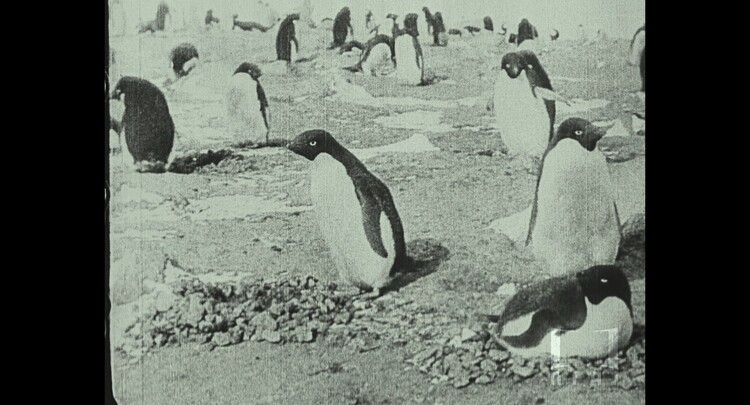 現存する日本最古の南極記録映画『日本南極探檢』ピアノ伴奏付き上映&講演